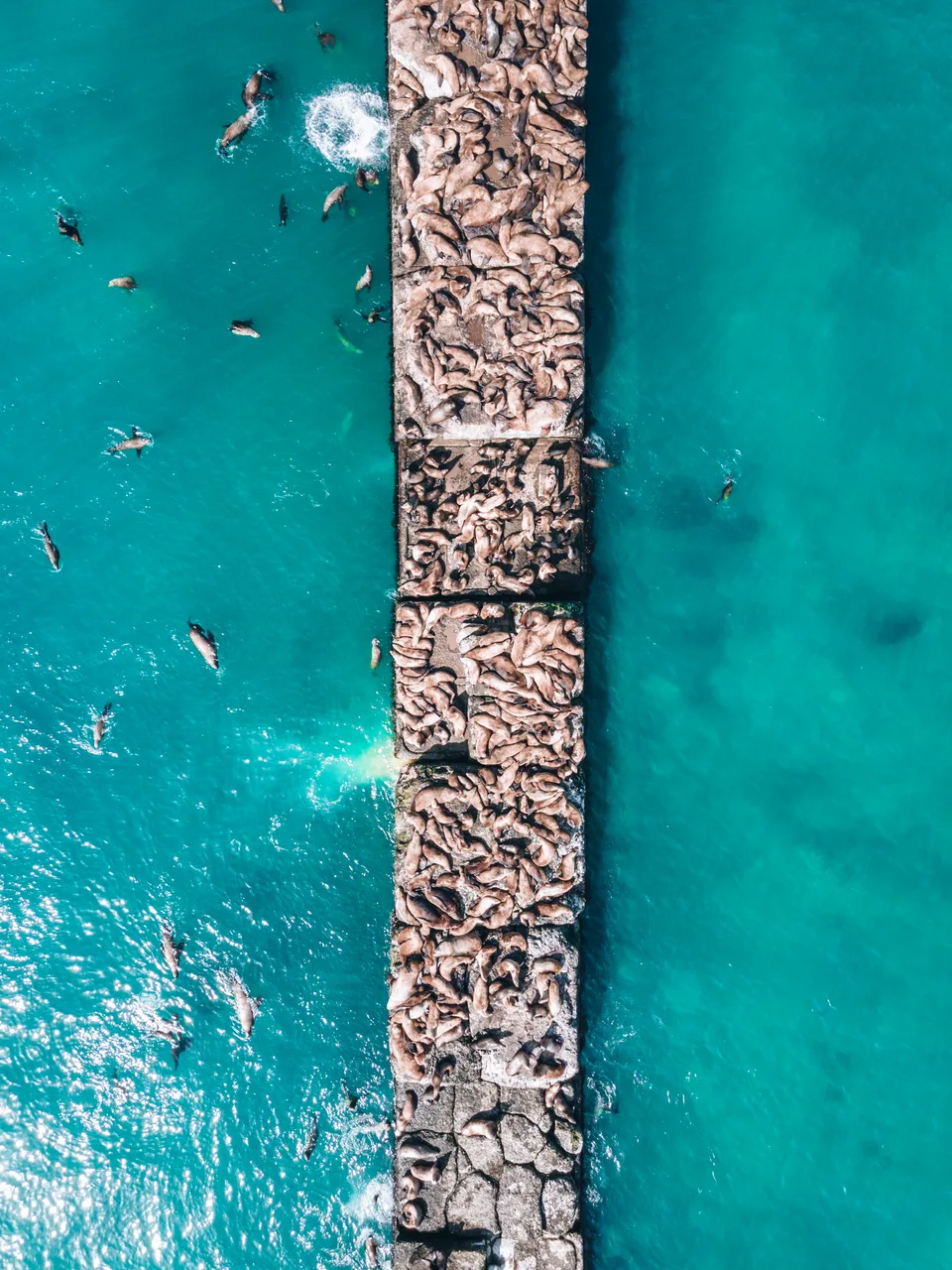 Лежбище сивучей в Невельске